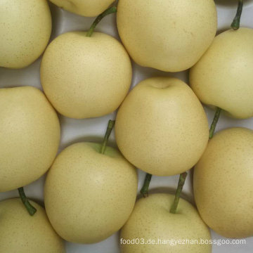Export Standard Qualität der frischen goldenen Birne